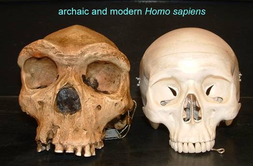 Homo Sapiens Archaic.